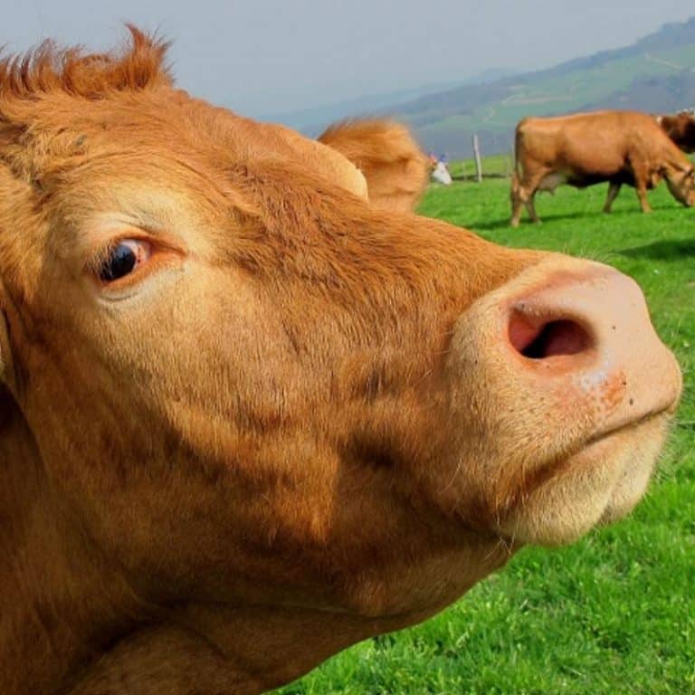 Bertha Guilty: External Cause Code for Bitten By Cow