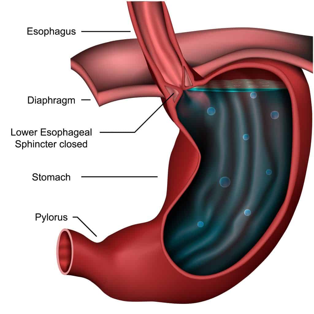 lower esophageal sphincter and its function